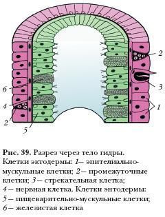 Как попасть на кракен